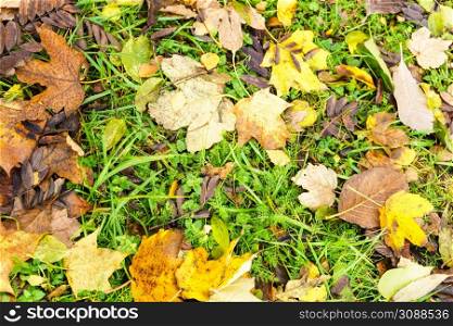 Beauty of nature during autumn weather concept. Detailed closeup of gold autumnal leaves.. Detailed closeup of gold autumnal leaves