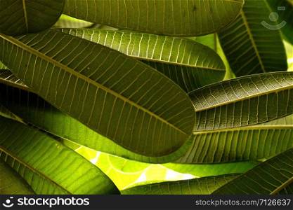 Beauty of Nature Snap of Green leave