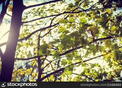 Beauty of seasonal nature concept. Detailed closeup of green leaves on tree, bright day.. Detailed closeup of green leaves on tree