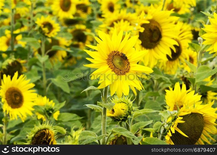 Beauty of sunflower field with bright sunlight on flower