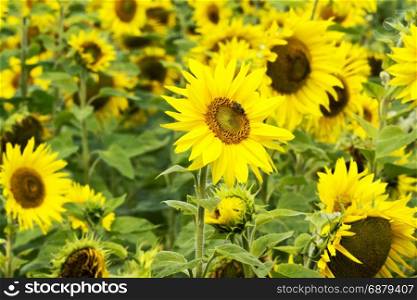 Beauty of sunflower field with bright sunlight on flower