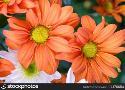 beauty orange chrysanthemum flowers close up