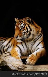 beauty orange striped tiger. close-up