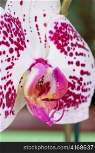 beauty orchid closeup