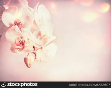 Beauty orchids flowers at pink pale background with bokeh