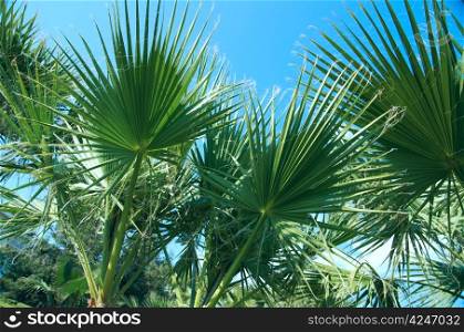 Beauty palm-trees in Antalya, Turkey.