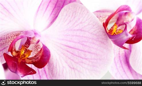 beauty pink orchid, abstract floral backgrounds