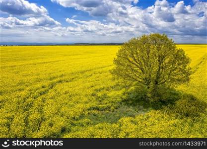 beauty rapeseed field with alone tree