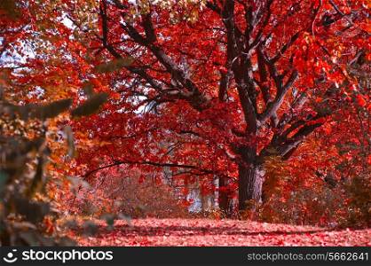 Beauty red autumn landscape photo