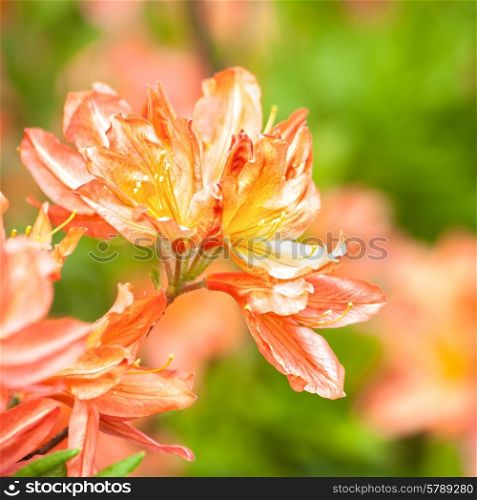 Beauty rhododendron flowers, abstract floral backgrounds