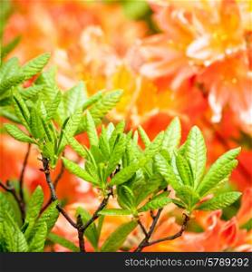 Beauty rhododendron flowers, abstract floral backgrounds