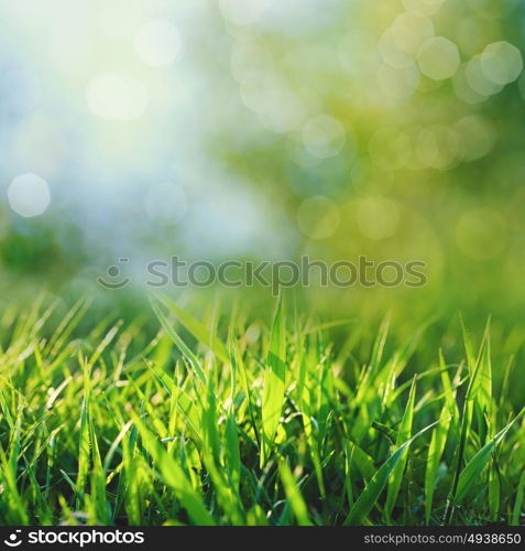 Beauty seasonal backgrounds with green summer foliage and beautiful bokeh