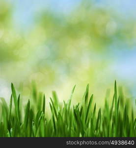 Beauty seasonal landscape with green growing grass and natural bokeh