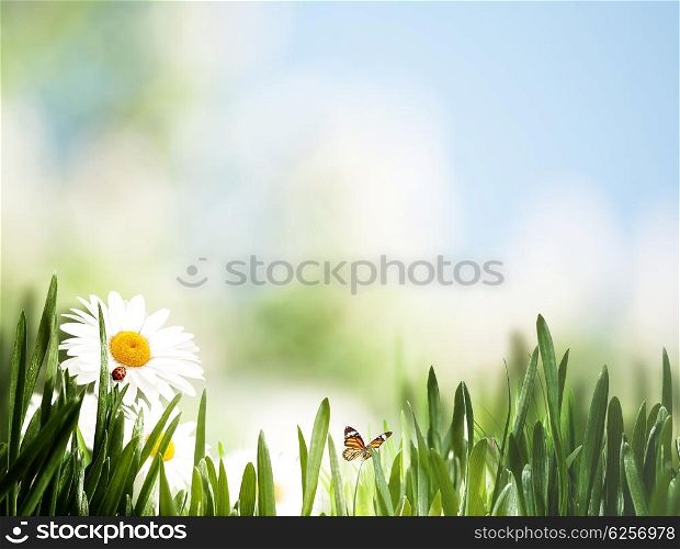 Beauty seasonal landscape with wild flowers and grass
