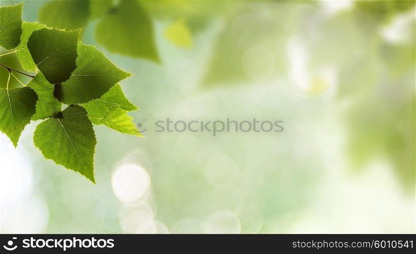 Beauty spring and summer backgrounds with birch foliage