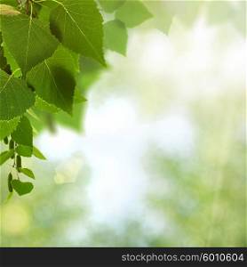 Beauty spring and summer backgrounds with birch foliage