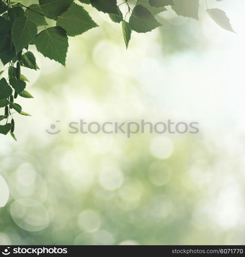 Beauty spring and summer backgrounds with birch foliage