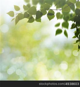 Beauty spring and summer backgrounds with birch tree and blurred seasonal texture