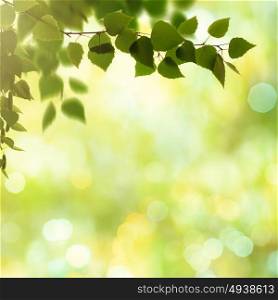 Beauty spring and summer backgrounds with birch tree and blurred seasonal texture
