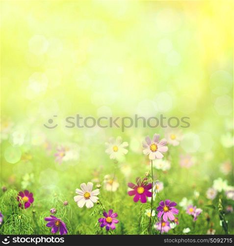 Beauty spring and summer landscape with fresh daisy flowers