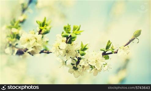 Beauty spring backgrounds with apple tree flowers