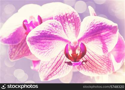 Beauty spring backgrounds with pink orchid, fine art simulation from real photo