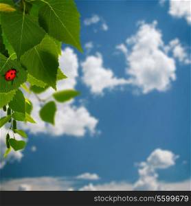 beauty summer backgrounds with green foliage and red ladybug