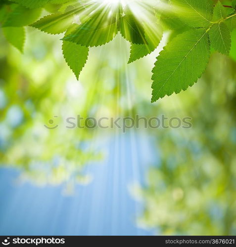 Beauty Summer Day. Abstract environmental backgrounds for your design