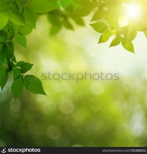 Beauty summer day in the forest, abstract environmental backgrounds