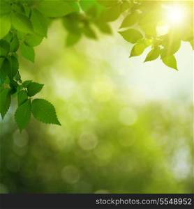 Beauty summer day in the forest, abstract environmental backgrounds