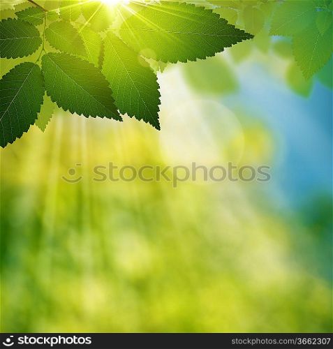 Beauty summer day in the forest, natural abstract backgrounds