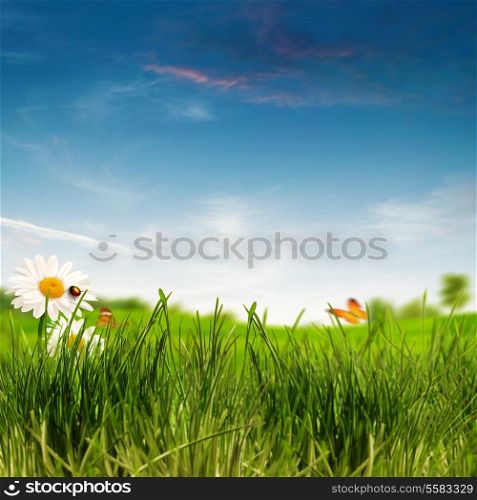 Beauty summer day on the meadow, environmental backgrounds