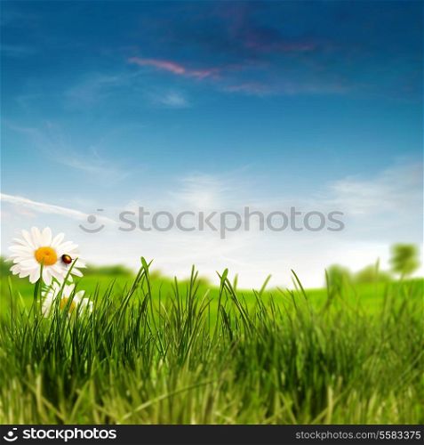 Beauty summer day on the meadow, environmental backgrounds