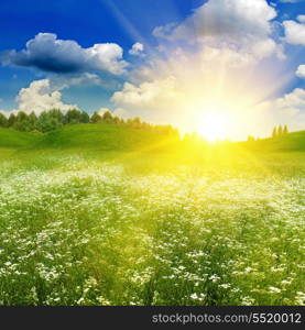 Beauty summer field under bright evening sun, natural backgrounds