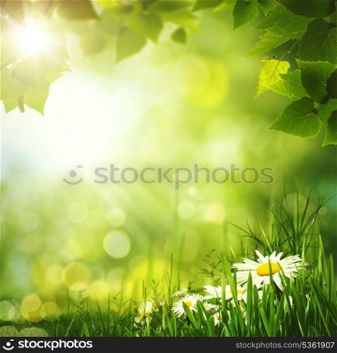 Beauty summer forest backgrounds for your design