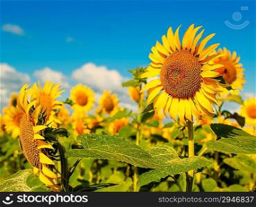 Beauty Sunflowers on the field, natural landscape