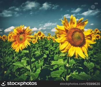 beauty sunflowers under blue skies, environmental backgrounds