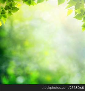 Beauty sunny day in the forest, abstract natural backgrounds