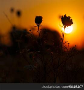 Beauty sunset on the meadow, environmental backgrounds