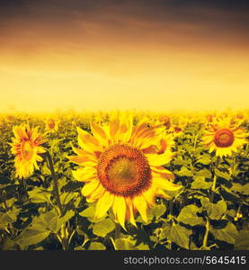 Beauty sunset over sunflowers field, environmental backgrounds