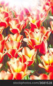 Beauty tulips, abstract environmental backgrounds for your design
