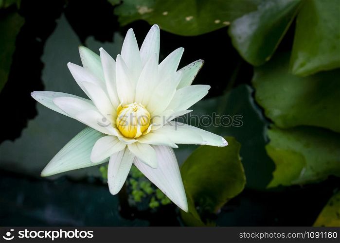 Beauty water lily flower. The Lotus flower and Lotus flower plants.