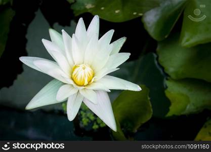 Beauty water lily flower. The Lotus flower and Lotus flower plants.