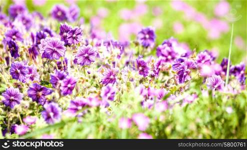 Beauty wild flowers on the meadow, panoramic natural backgrounds