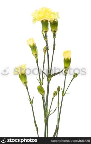 beauty yellow carnations on a white background