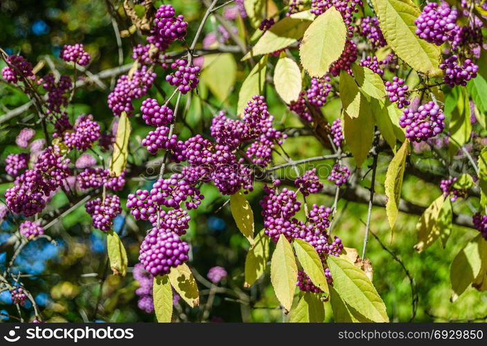 Beautyberry bush with ripe fruits in autumn