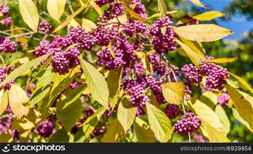 Beautyberry bush with ripe fruits in autumn