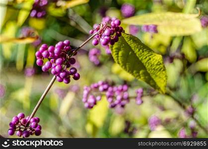 Beautyberry bush with ripe fruits in autumn