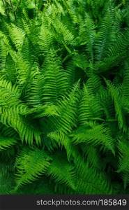 Beautyful ferns leaves. Tropical Fern Bushes