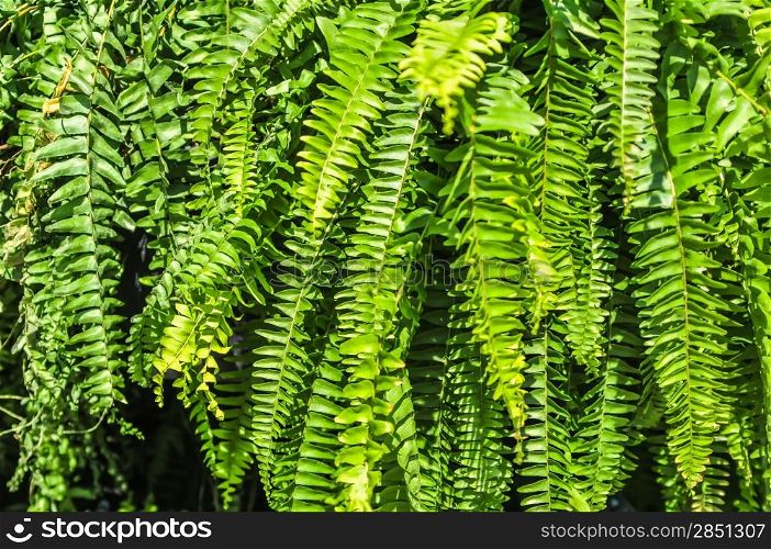 Beautyful leaves of fern (Cyathea lepifera)